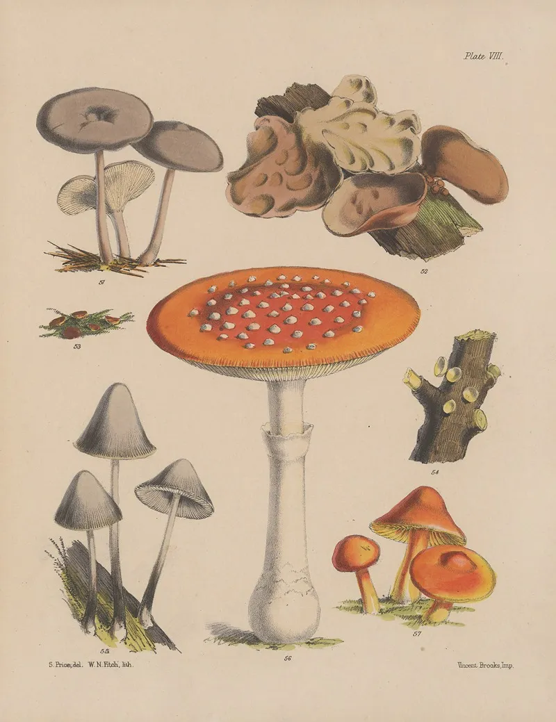 Illustrations Of The Fungi Of Our Fields And Woods Pl 08 Wall Art by Sarah Price - High-Resolution Digital Print