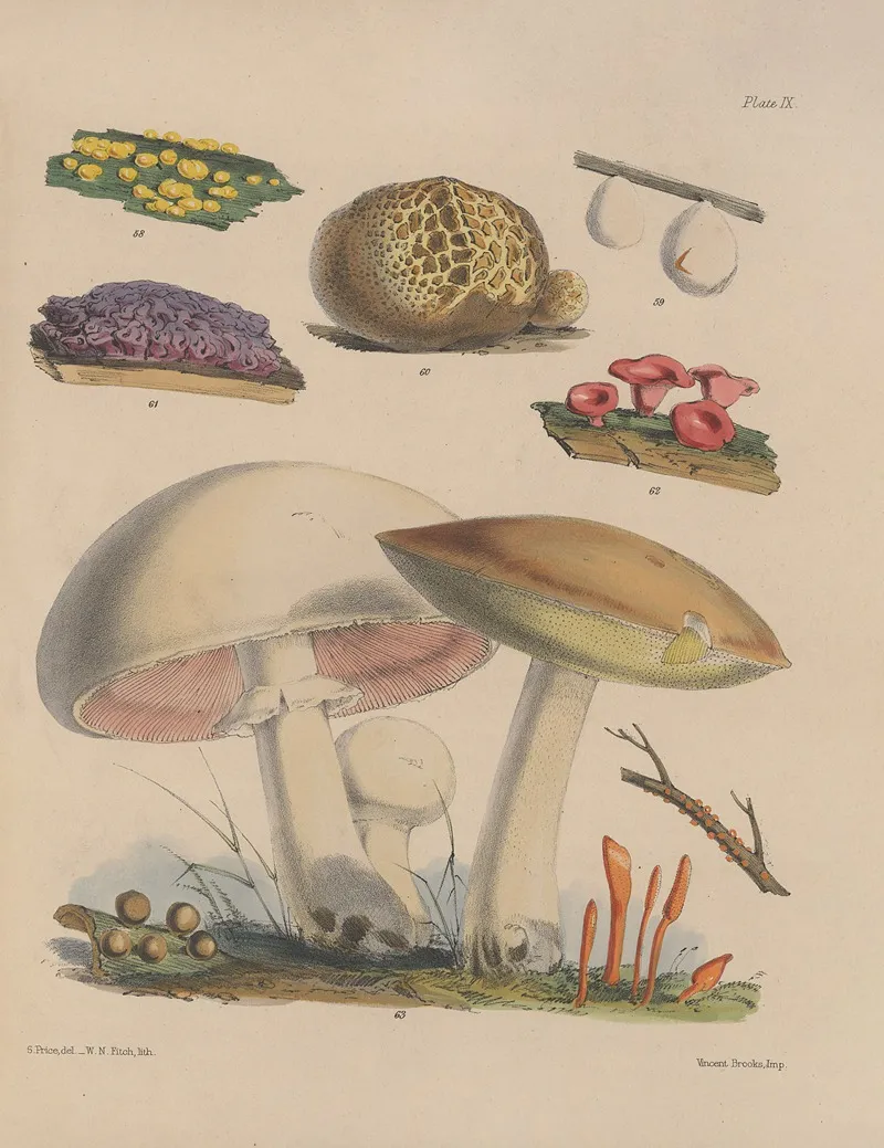 Illustrations Of The Fungi Of Our Fields And Woods Pl 09 Wall Art by Sarah Price - High-Resolution Digital Print