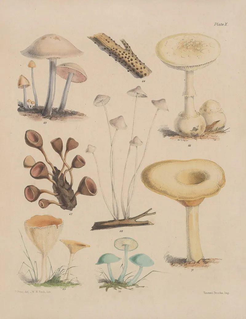 Illustrations Of The Fungi Of Our Fields And Woods Pl 10 Wall Art by Sarah Price - High-Resolution Digital Print