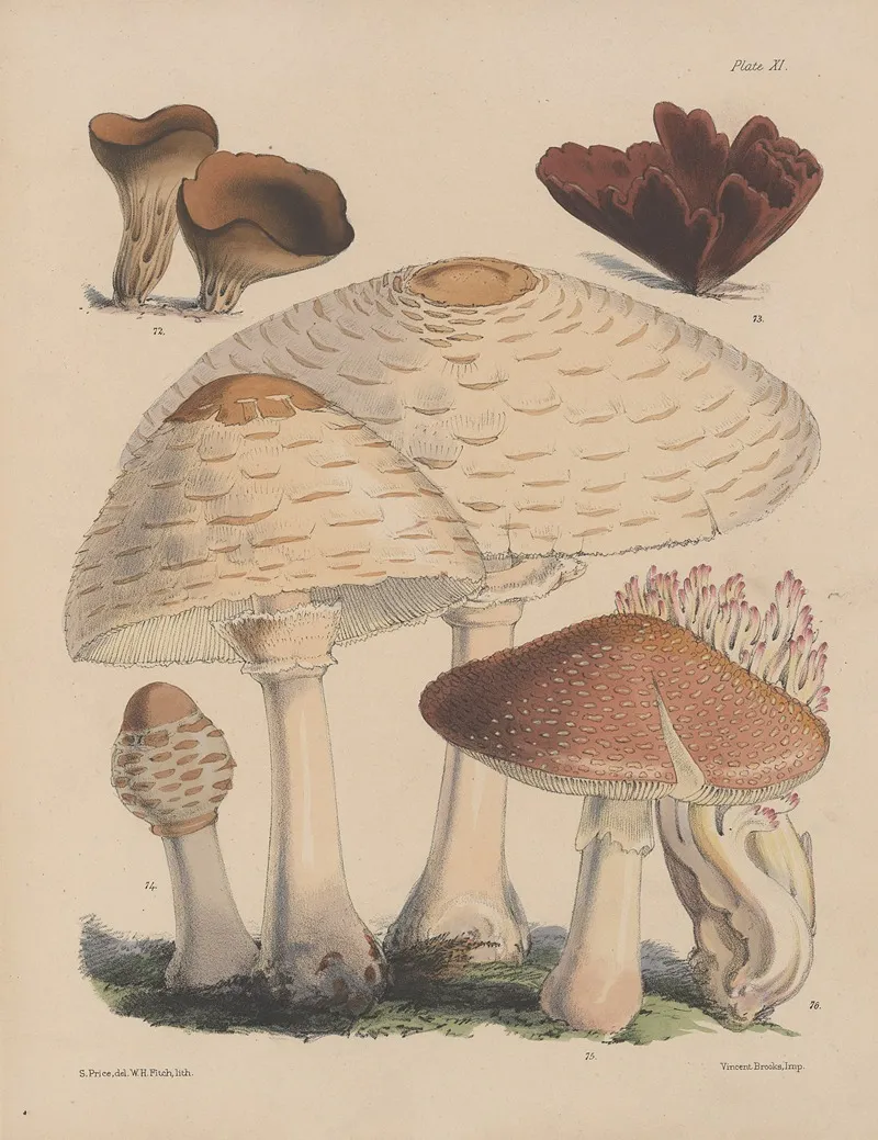 Illustrations Of The Fungi Of Our Fields And Woods Pl 11 Wall Art by Sarah Price - High-Resolution Digital Print