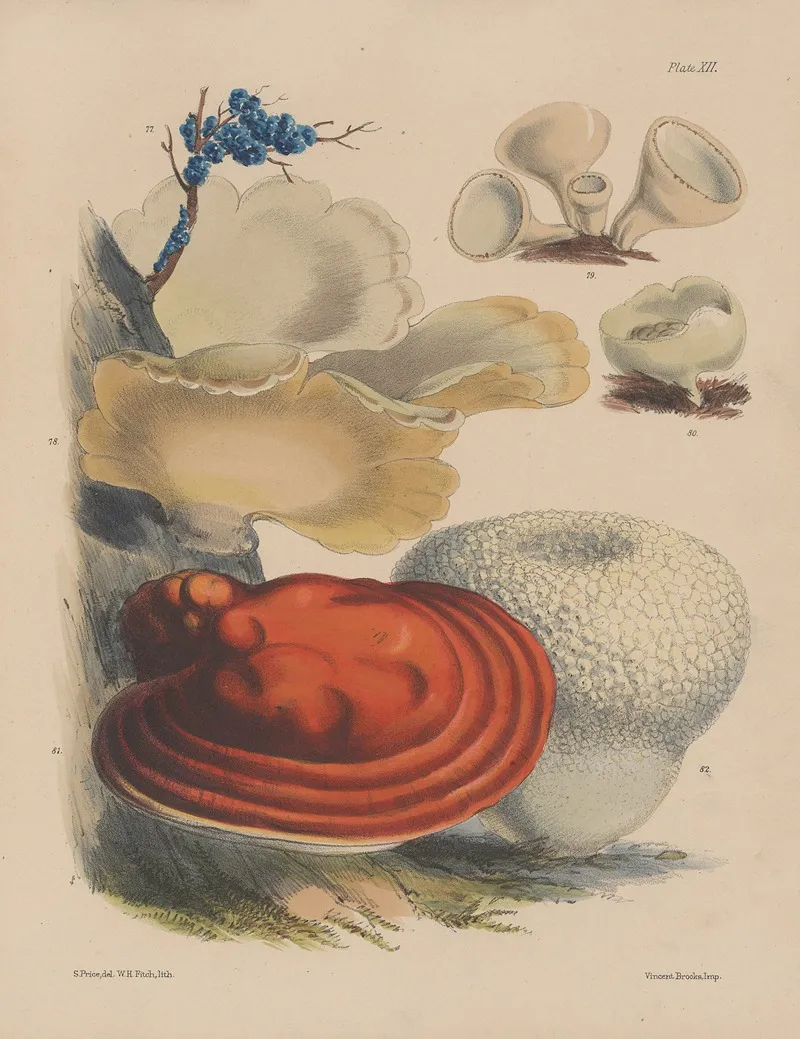 Illustrations Of The Fungi Of Our Fields And Woods Pl 12 Wall Art by Sarah Price - High-Resolution Digital Print