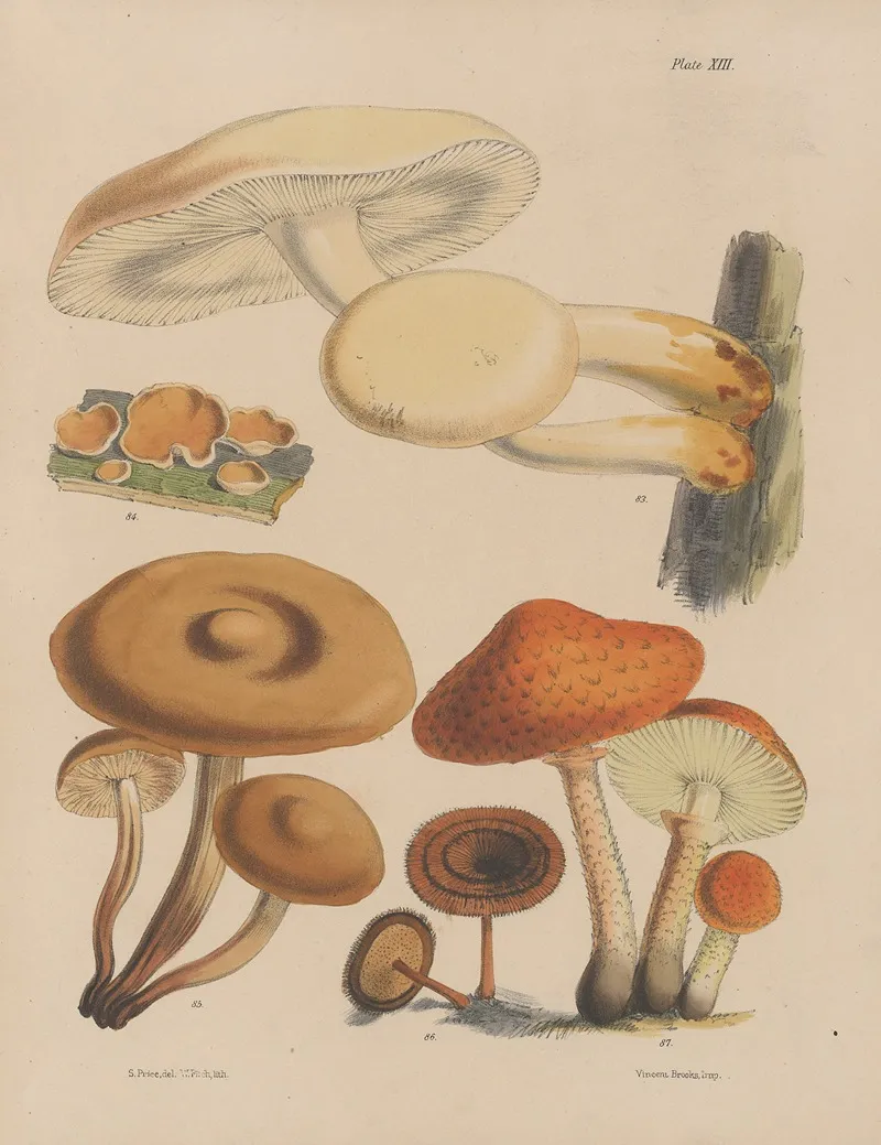 Illustrations Of The Fungi Of Our Fields And Woods Pl 13 Wall Art by Sarah Price - High-Resolution Digital Print
