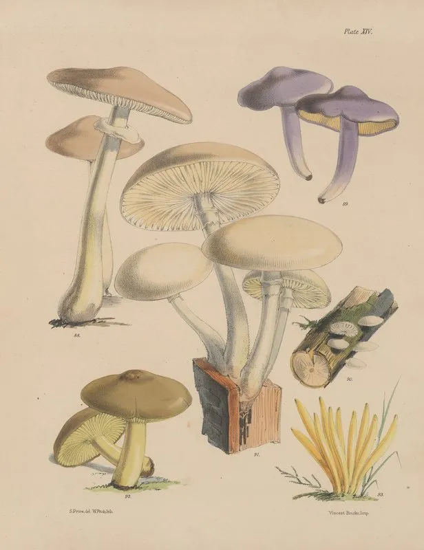 Illustrations Of The Fungi Of Our Fields And Woods Pl 14 Wall Art by Sarah Price - High-Resolution Digital Print