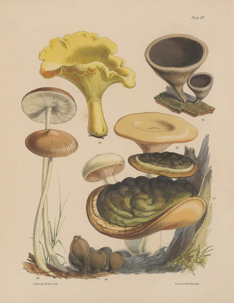 Illustrations Of The Fungi Of Our Fields And Woods Pl 15 Wall Art by Sarah Price - High-Resolution Digital Print