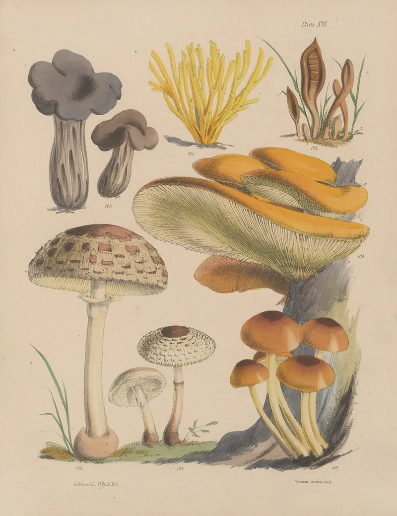 Illustrations Of The Fungi Of Our Fields And Woods Pl 16 Wall Art by Sarah Price - High-Resolution Digital Print