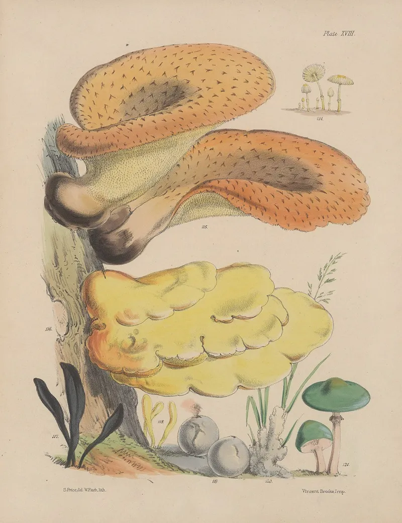 Illustrations Of The Fungi Of Our Fields And Woods Pl 18 Wall Art by Sarah Price - High-Resolution Digital Print