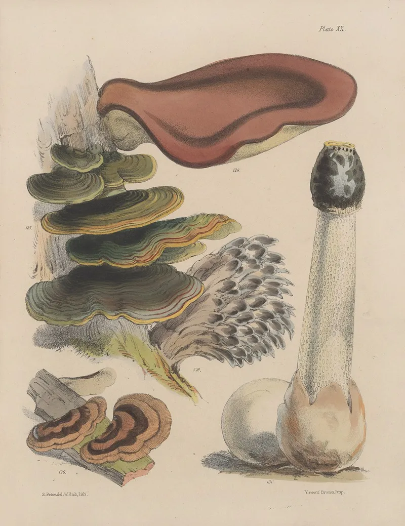 Illustrations Of The Fungi Of Our Fields And Woods Pl 20 Wall Art by Sarah Price - High-Resolution Digital Print
