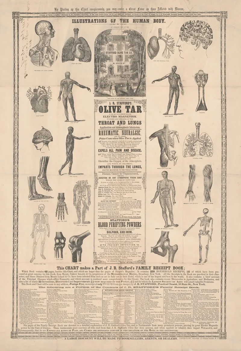 Illustrations Of The Human Body Wall Art by Urner &amp; Co. - High-Resolution Digital Print