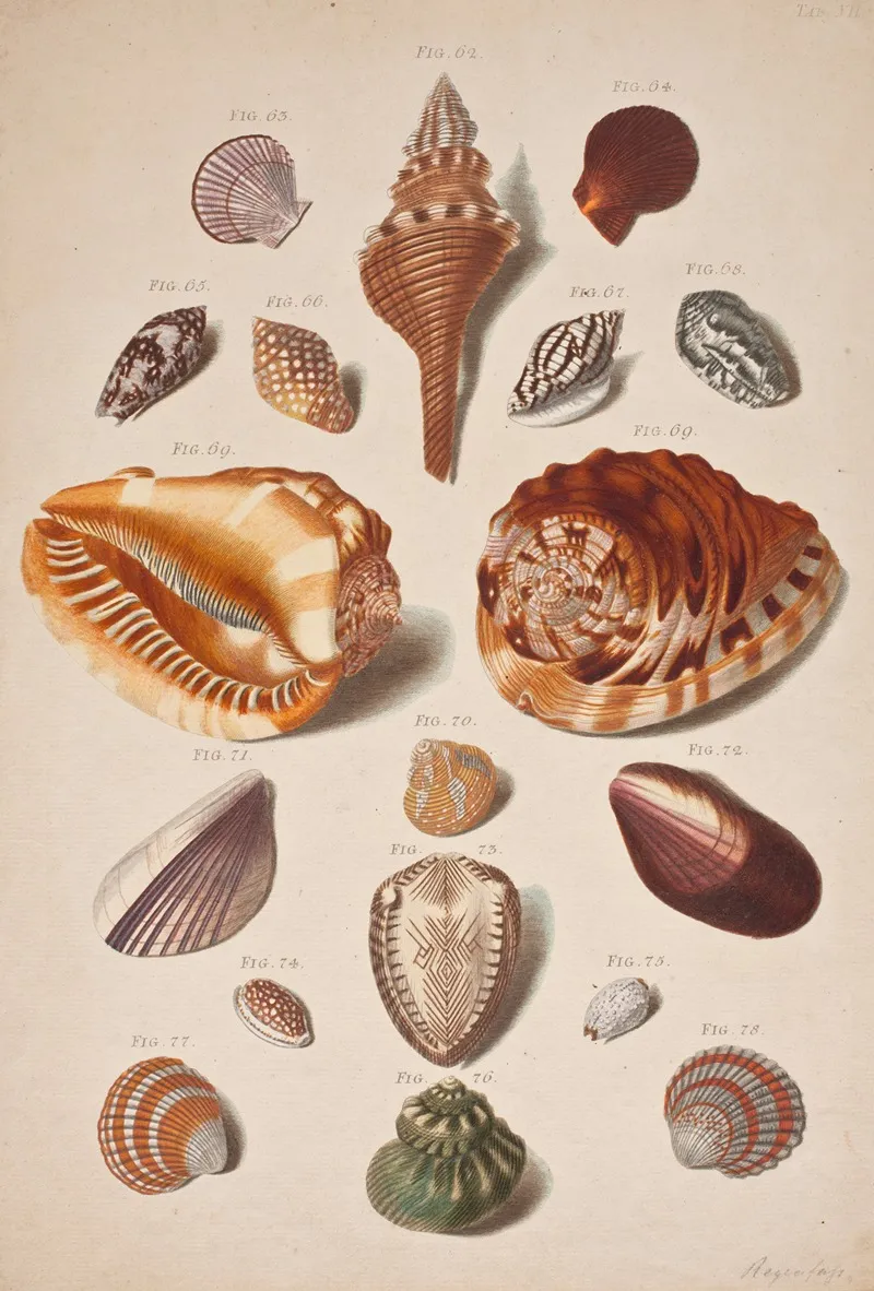 Illustrationsplanche Med Konkylier Wall Art by Franz Michael Regenfus - High-Resolution Digital Print