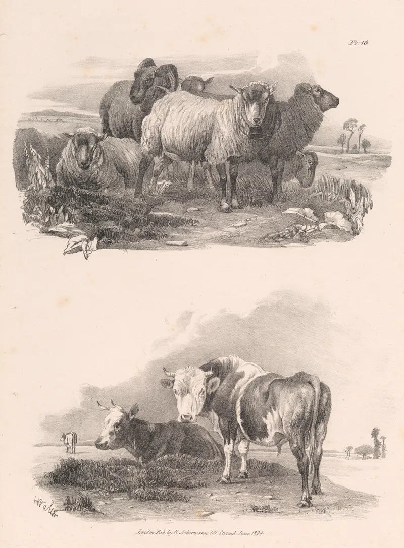 Images Of Livestock Plate 16 Wall Art by Henry Walter - High-Resolution Digital Print