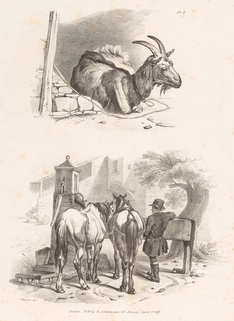 Images Of Livestock Plate 3 Wall Art by Henry Walter - High-Resolution Digital Print