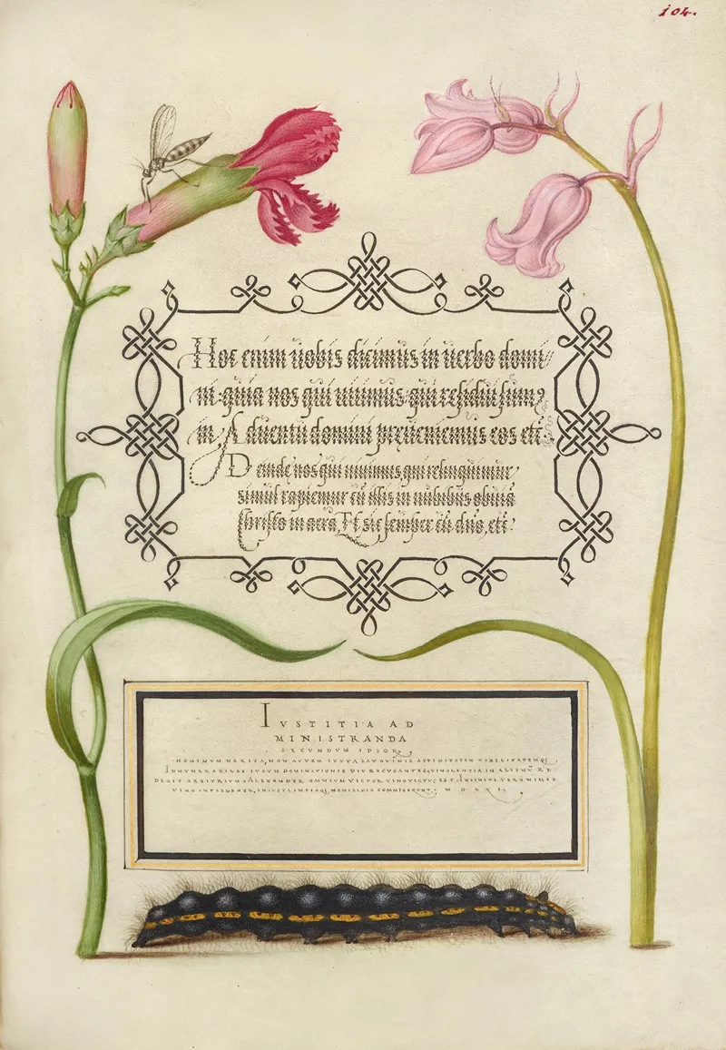 Imaginary Insect Carnation Bluebell And Saturnid Caterpillar