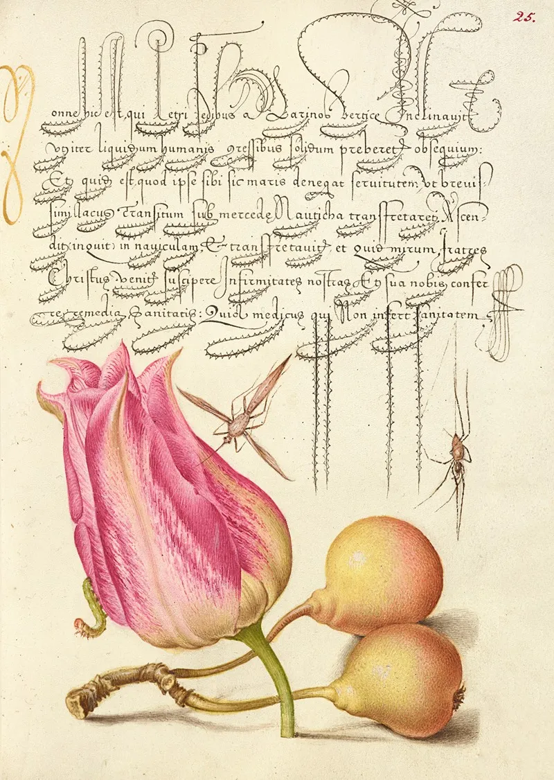 Imaginary Insect Tulip Spider And Common Pear