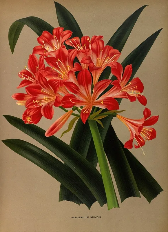 Imantophyllum Miniatum Wall Art by Arentina Hendrica Arendsen - High-Resolution Digital Print