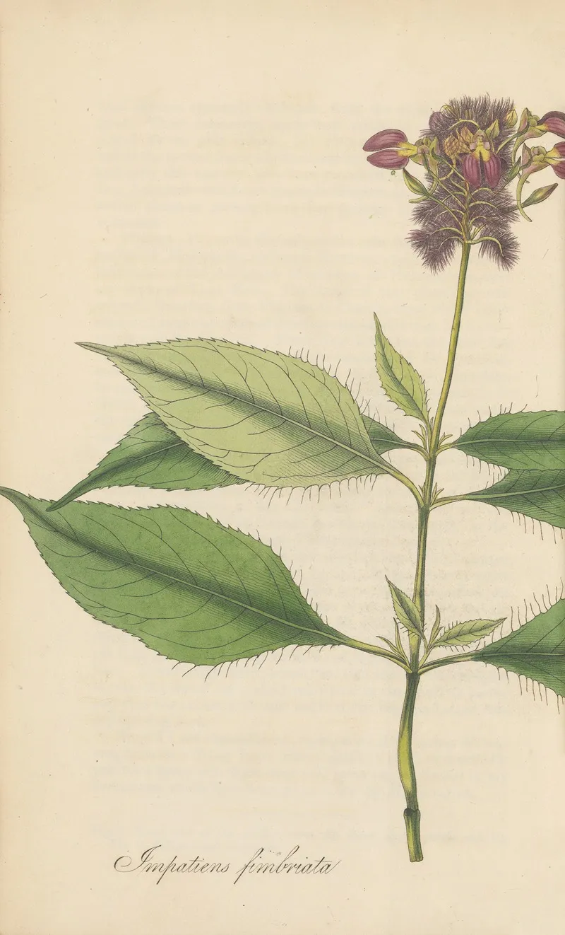 Impatiens Fimbriata Wall Art by William Jackson Hooker - High-Resolution Digital Print