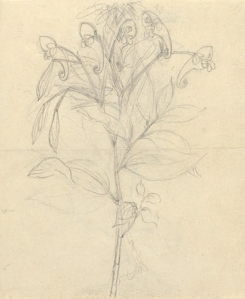 Impatiens Rothii