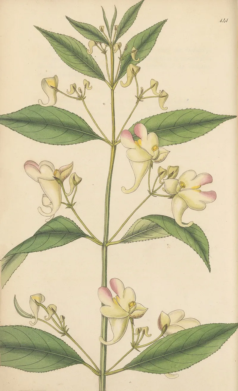 Impatiens Trilobata Wall Art by William Jackson Hooker - High-Resolution Digital Print