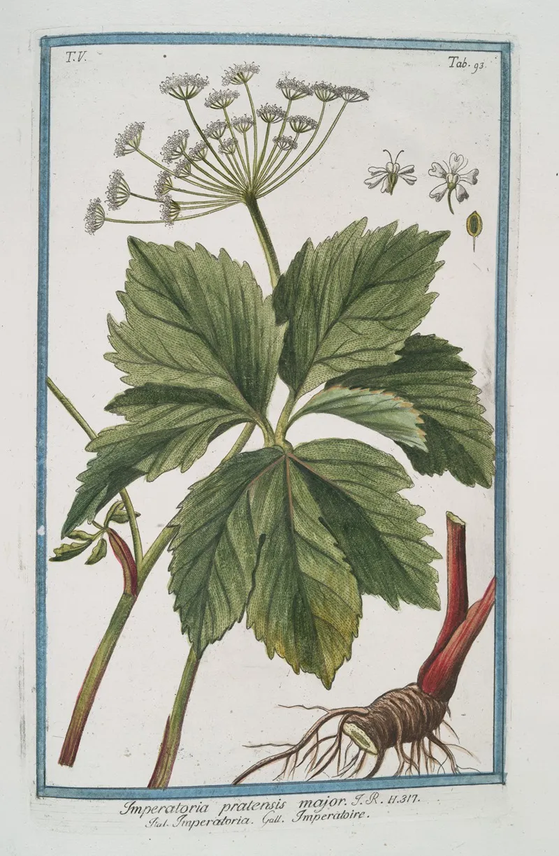 Imperatoria Pratensis Major Imperatoire Masterwort