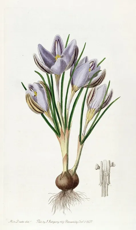 Imperatos Crocus Wall Art by Sydenham Edwards - High-Resolution Digital Print