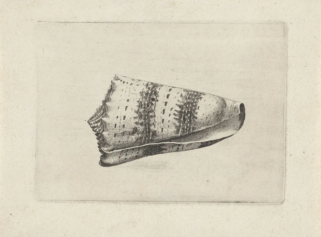 Imperial Cone Conus Imperialis