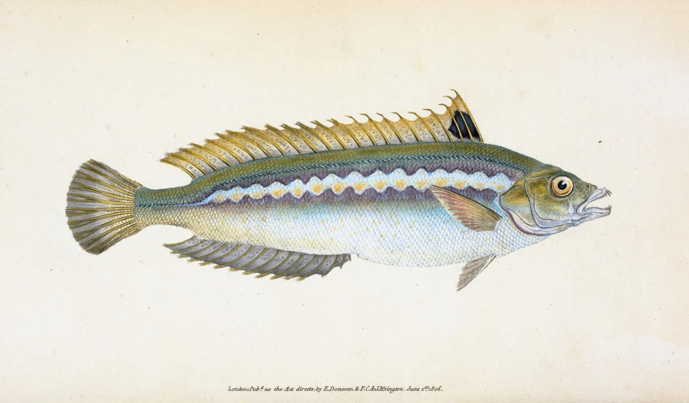 Indented Striped Wrasse Labrus Julis Wall Art by Edward Donovan - High-Resolution Digital Print