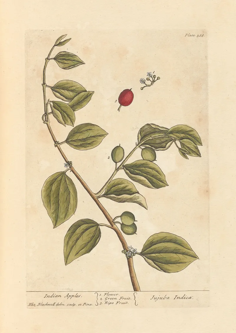 Indian Apples Wall Art by Elizabeth Blackwell - High-Resolution Digital Print