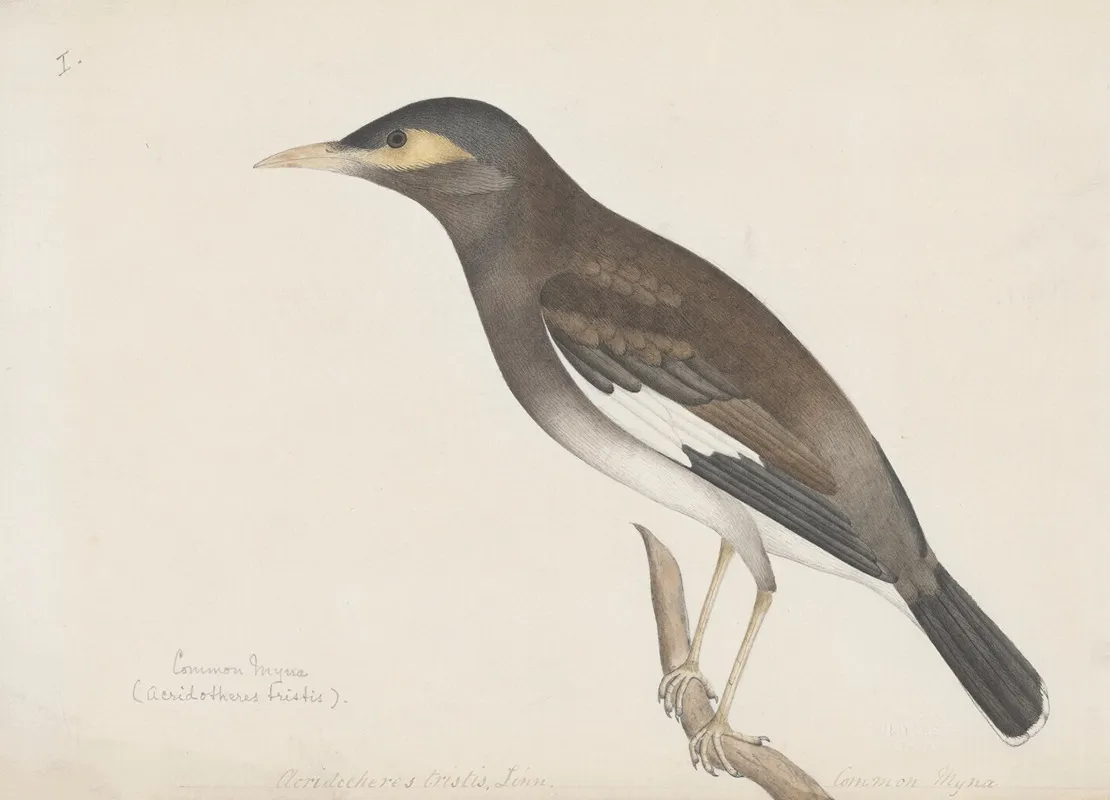 Indian Birds Pl 01
