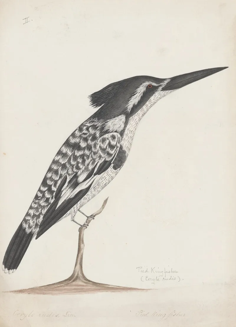 Indian Birds Pl 02