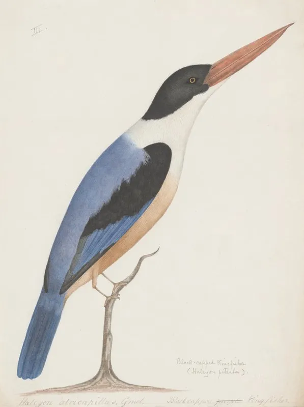 Indian Birds Pl 03