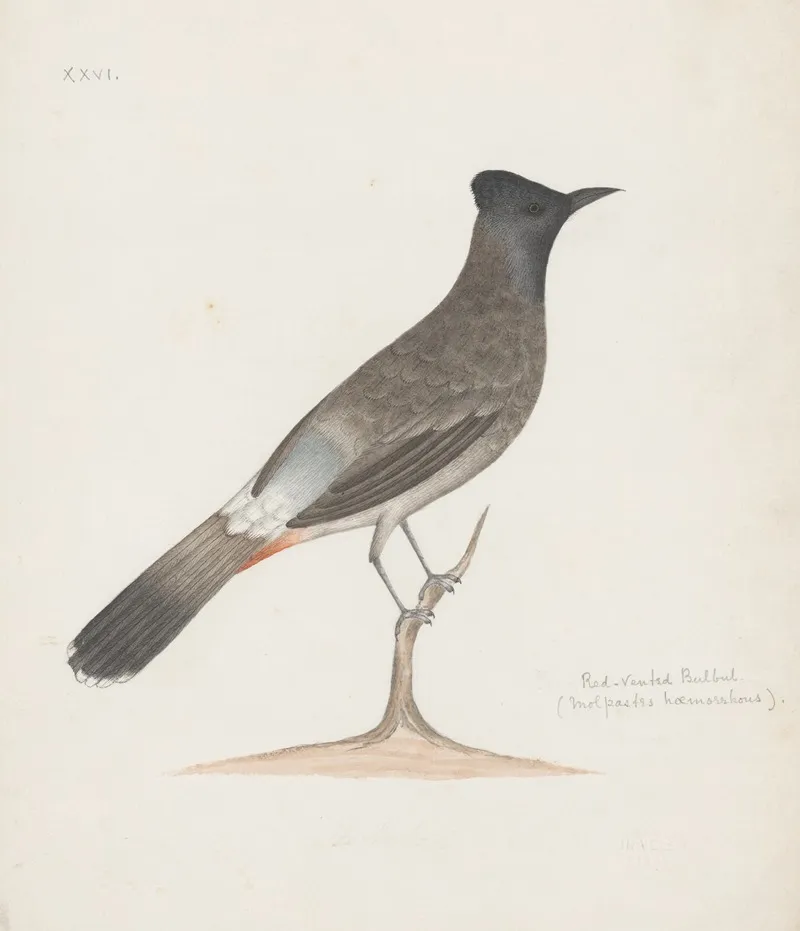 Indian Birds Pl 05