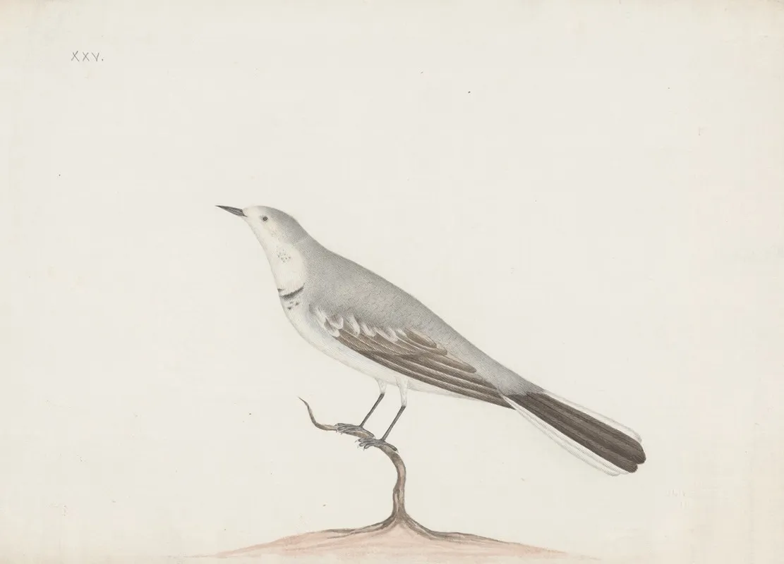 Indian Birds Pl 06