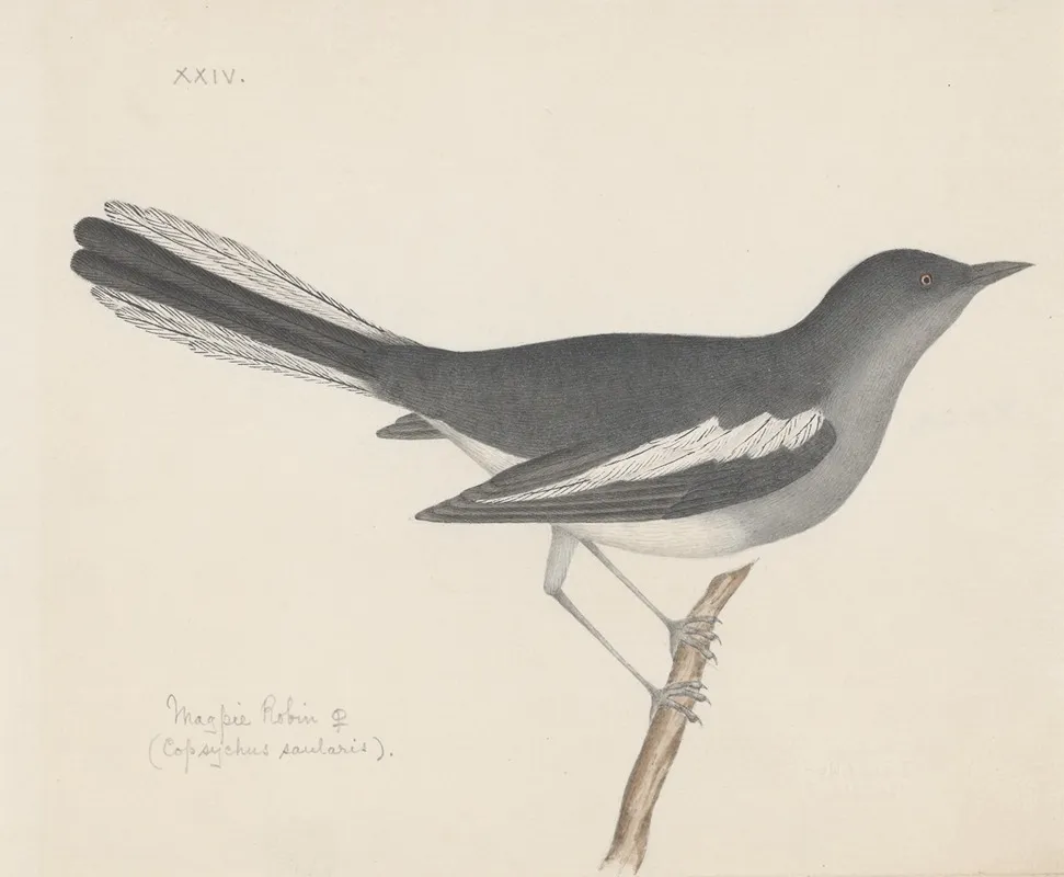 Indian Birds Pl 07