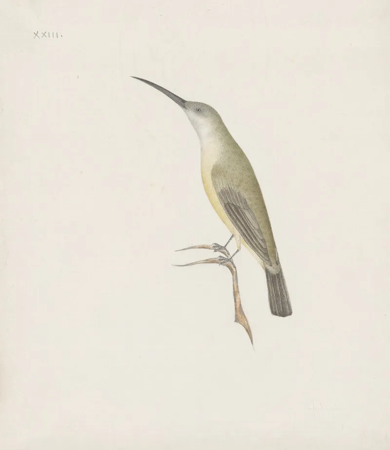 Indian Birds Pl 08