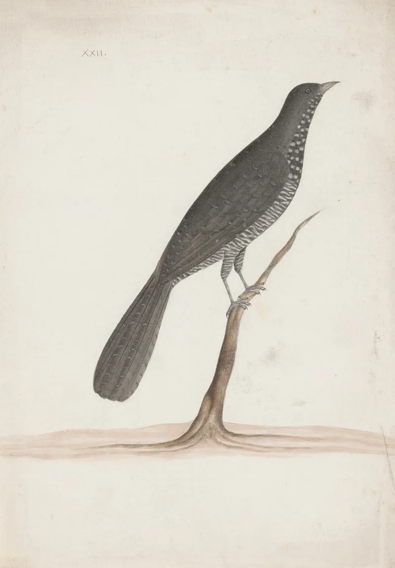 Indian Birds Pl 09