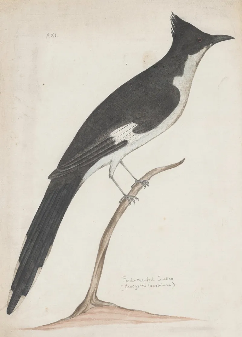 Indian Birds Pl 10