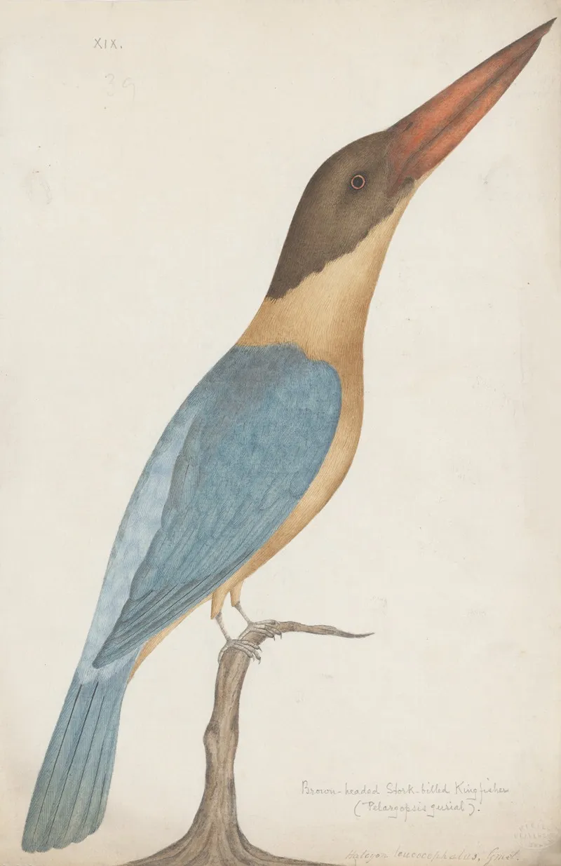 Indian Birds Pl 11