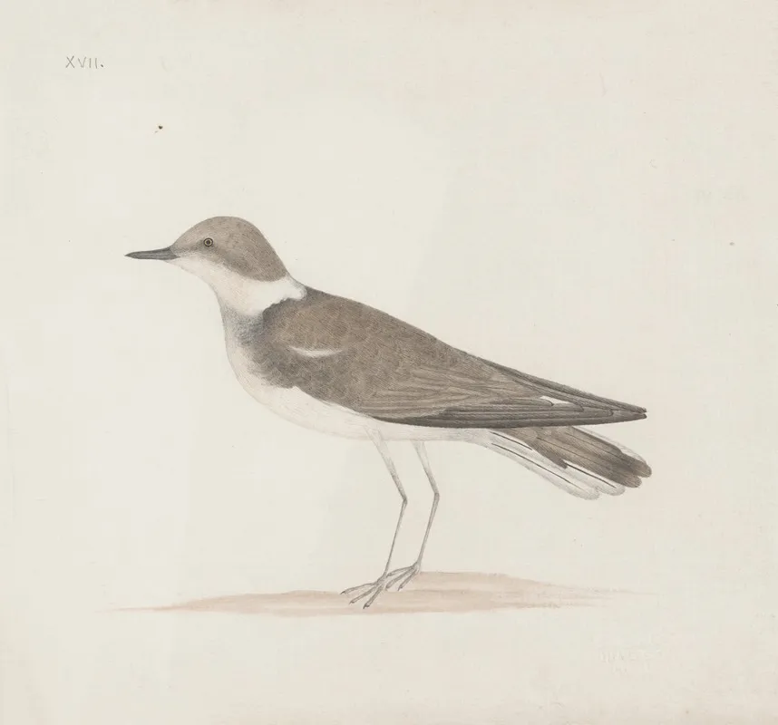 Indian Birds Pl 13