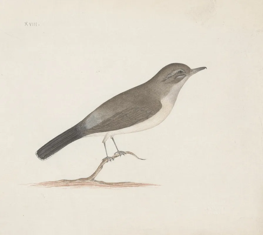 Indian Birds Pl 14