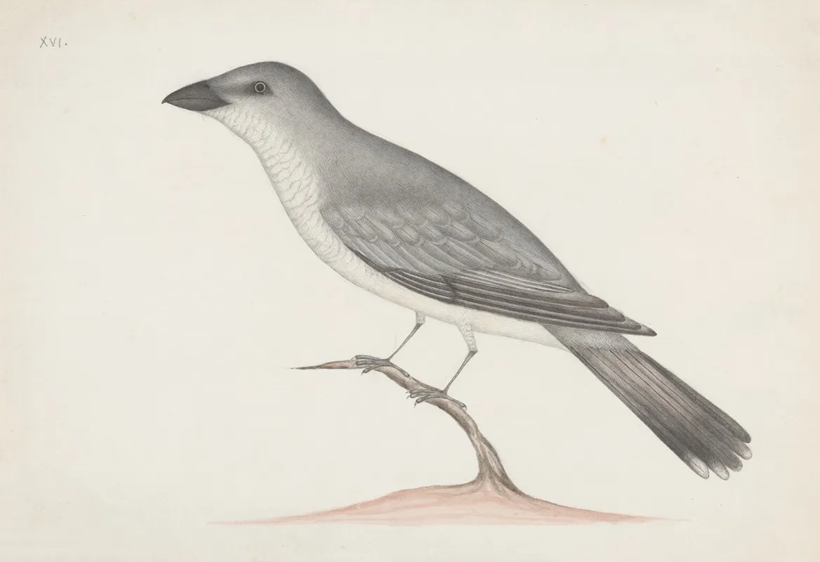 Indian Birds Pl 15