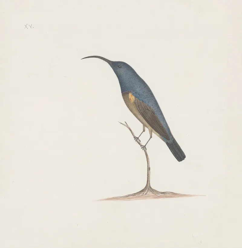Indian Birds Pl 16