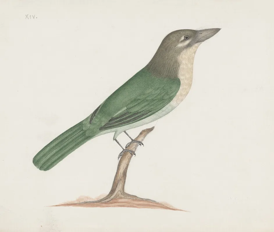 Indian Birds Pl 17