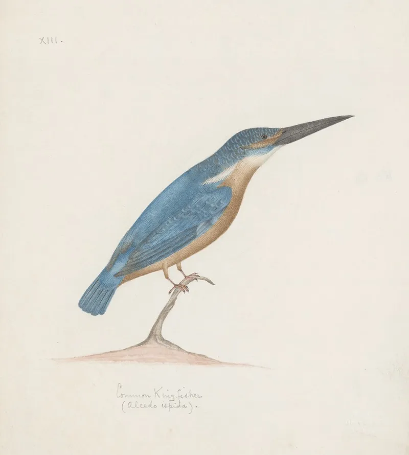 Indian Birds Pl 18