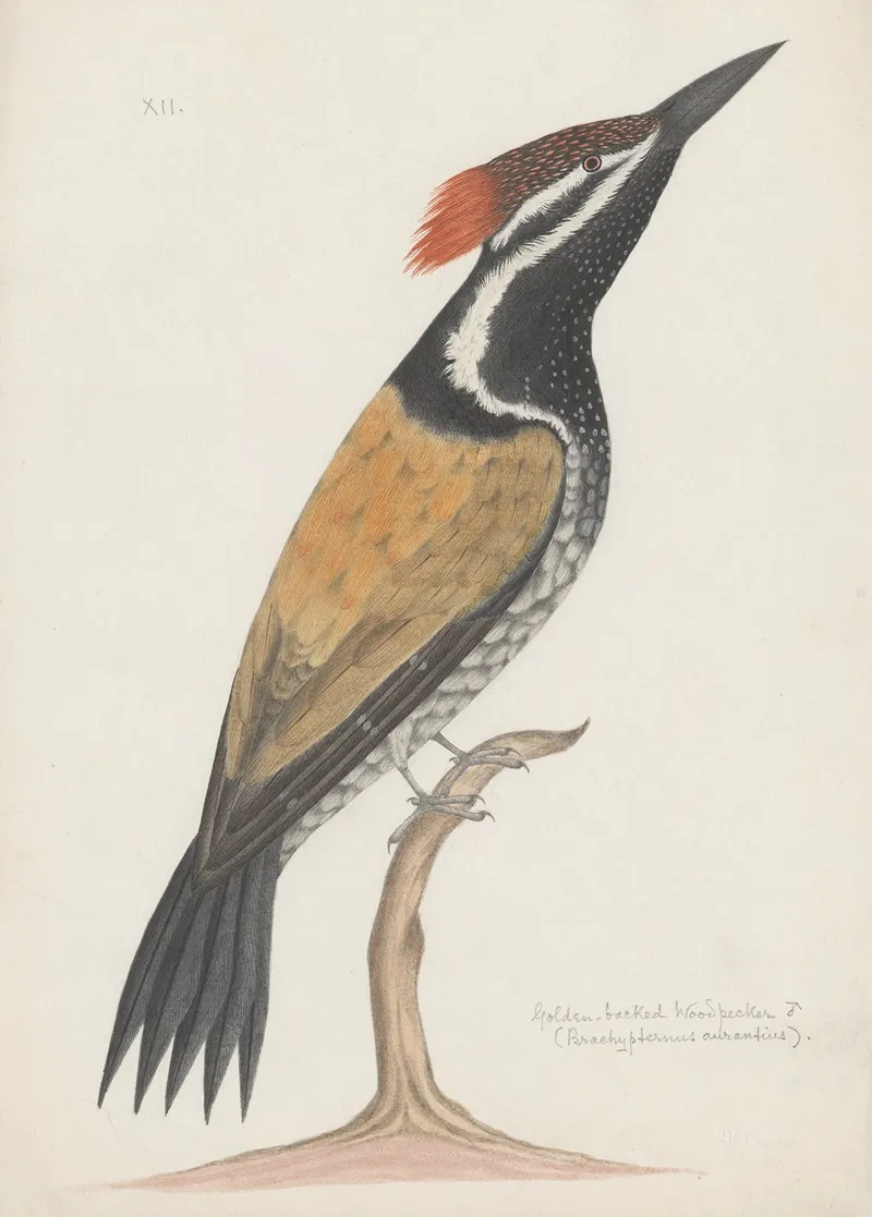 Indian Birds Pl 19