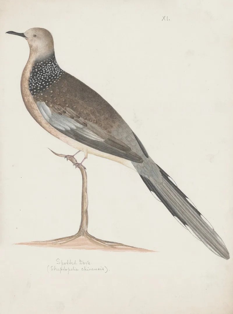 Indian Birds Pl 20