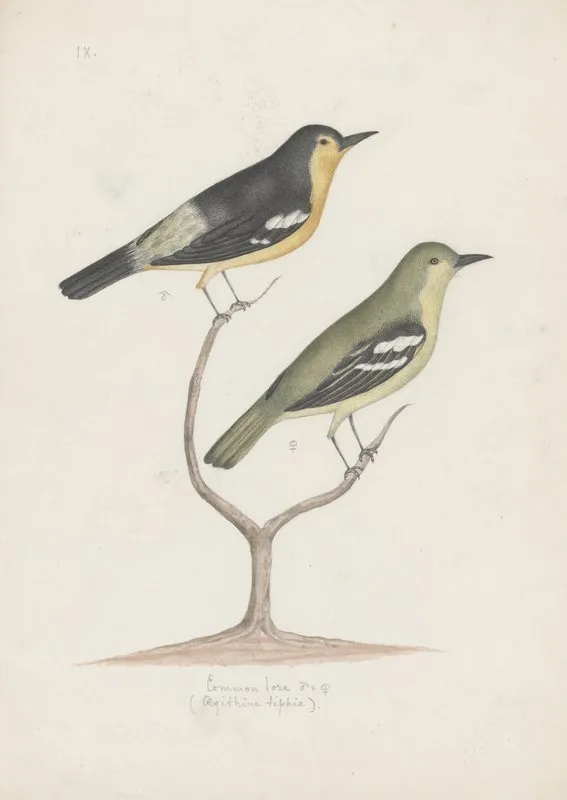 Indian Birds Pl 22