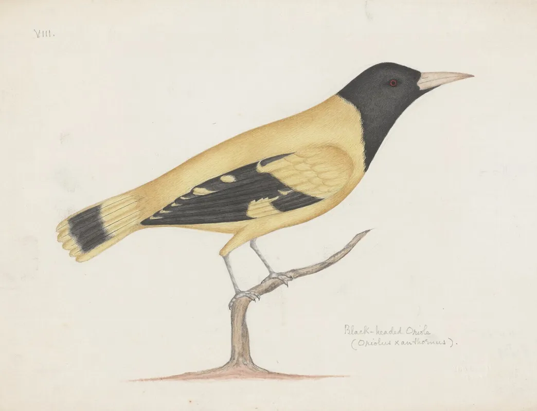 Indian Birds Pl 23