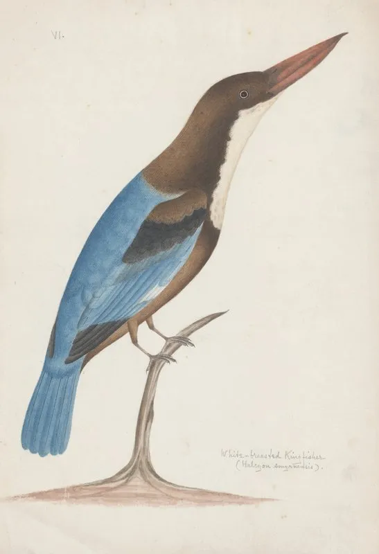 Indian Birds Pl 25