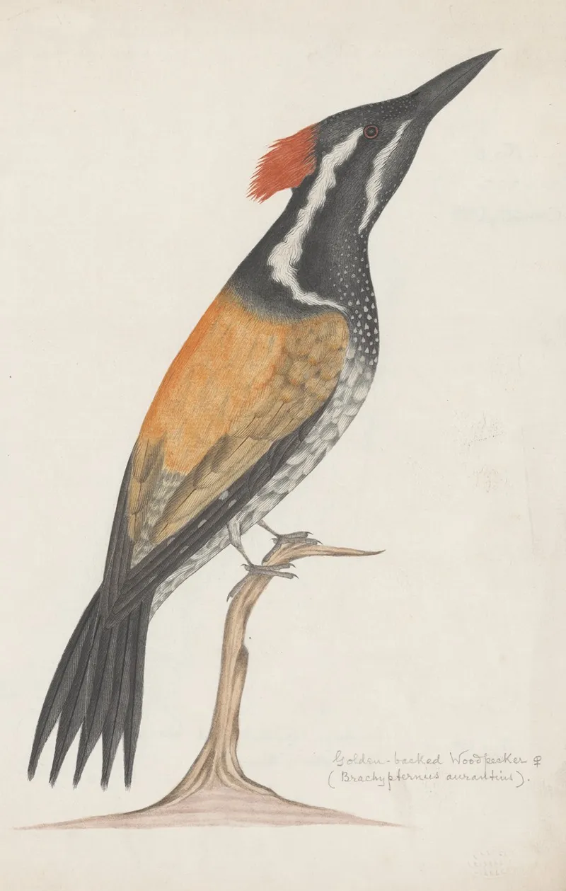Indian Birds Pl 26