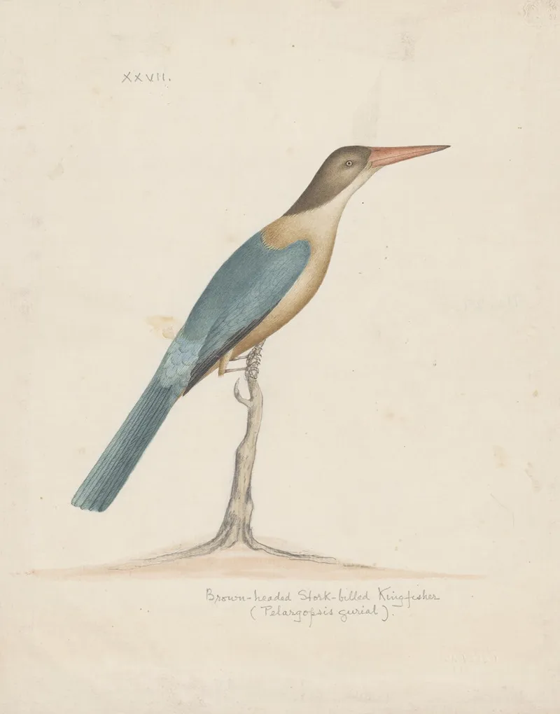 Indian Birds Pl 27