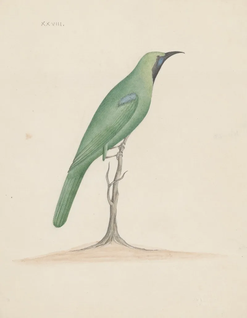 Indian Birds Pl 28